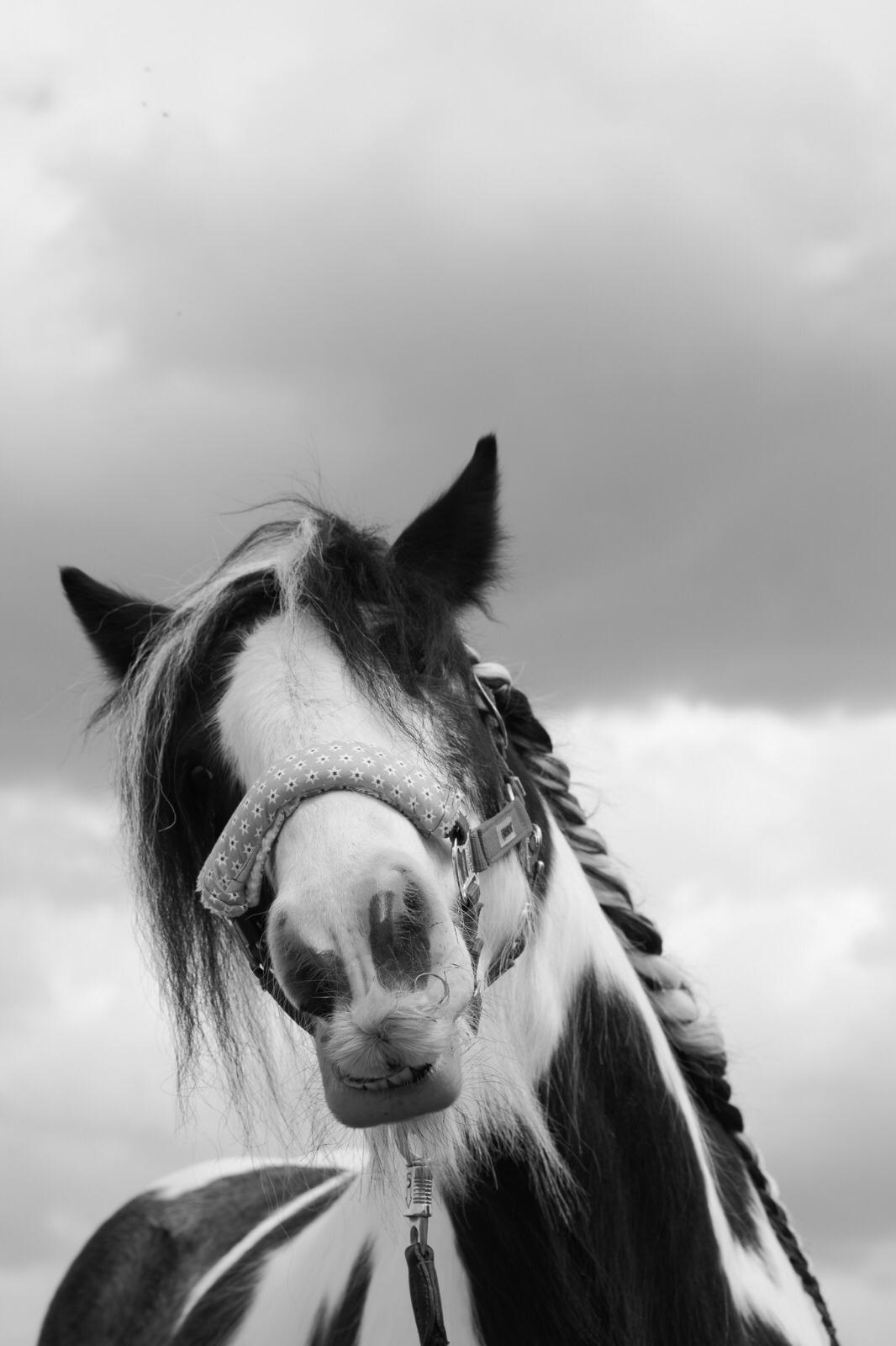 Zig an Annas genannt "Ziggy"